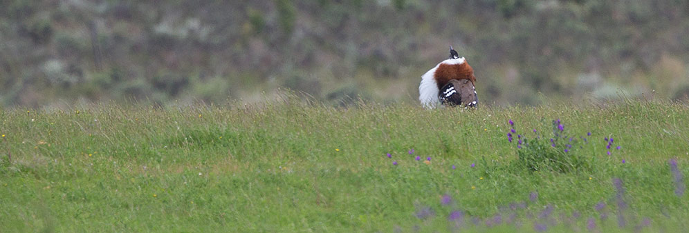 Denham's Bustard male displaying